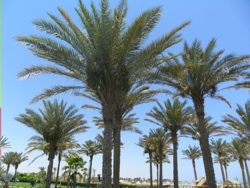 Egypt, palm trees - TRAVEL LOGS - PalmTalk
